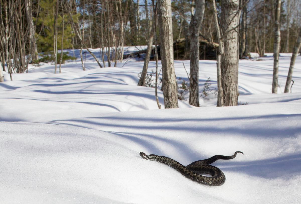 – Sama käärme on ollut välillä kuuden kuvaajan tähtäimessä, kertoo luontokuvaaja Antti Koli. Hän kuvasi tämän koiraskyyn Vuosaaren Mustavuoressa huhtikuussa 2011.