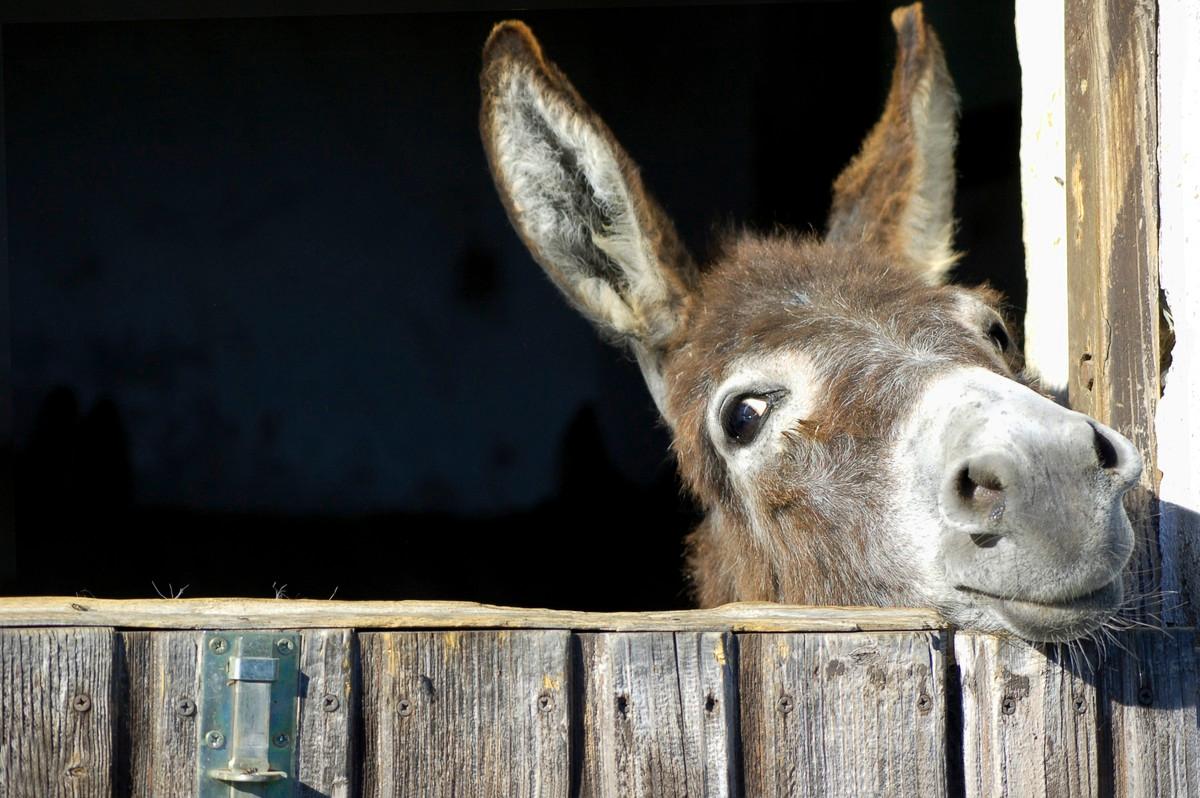 Raamatun kuvaus ensimmäisen joulun tapahtumista on hyvin niukka. Jouluevankeliumissa ei kerrota Mariasta, joka olisi ratsastanut Betlehemiin aasin selässä.