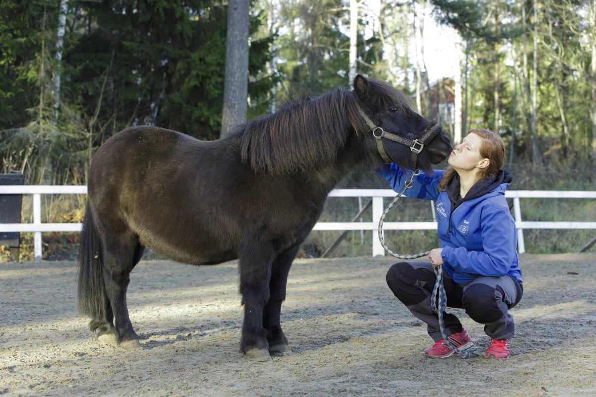 Shetlanninponi Fajol ja nuorisotyönohjaaja Sari Vikström-Kivioja tekevät yhdessä auttamistyötä.