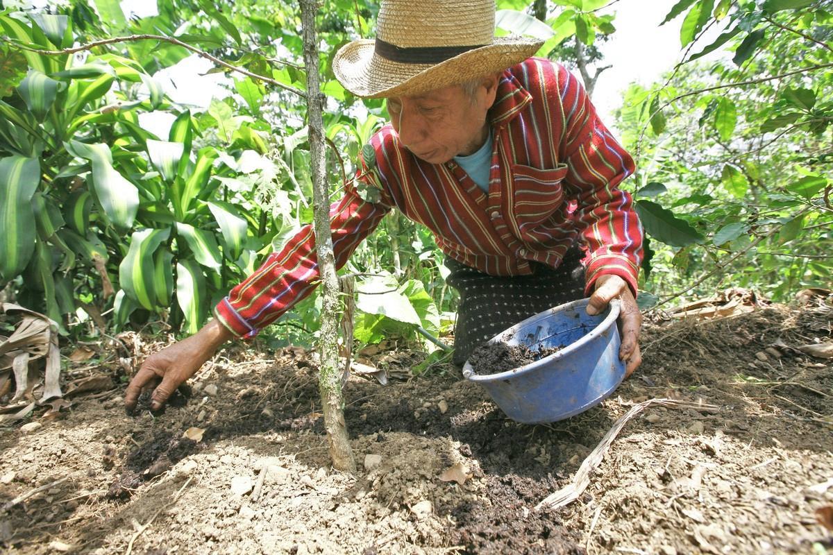 Kahvinviljelijä Diego Guarchaj lannoittaa kahvipensaan tainta. Kaikki lähes 800 000 Reilun kaupan kahvinviljelijää ovat pienviljelijöitä. 
