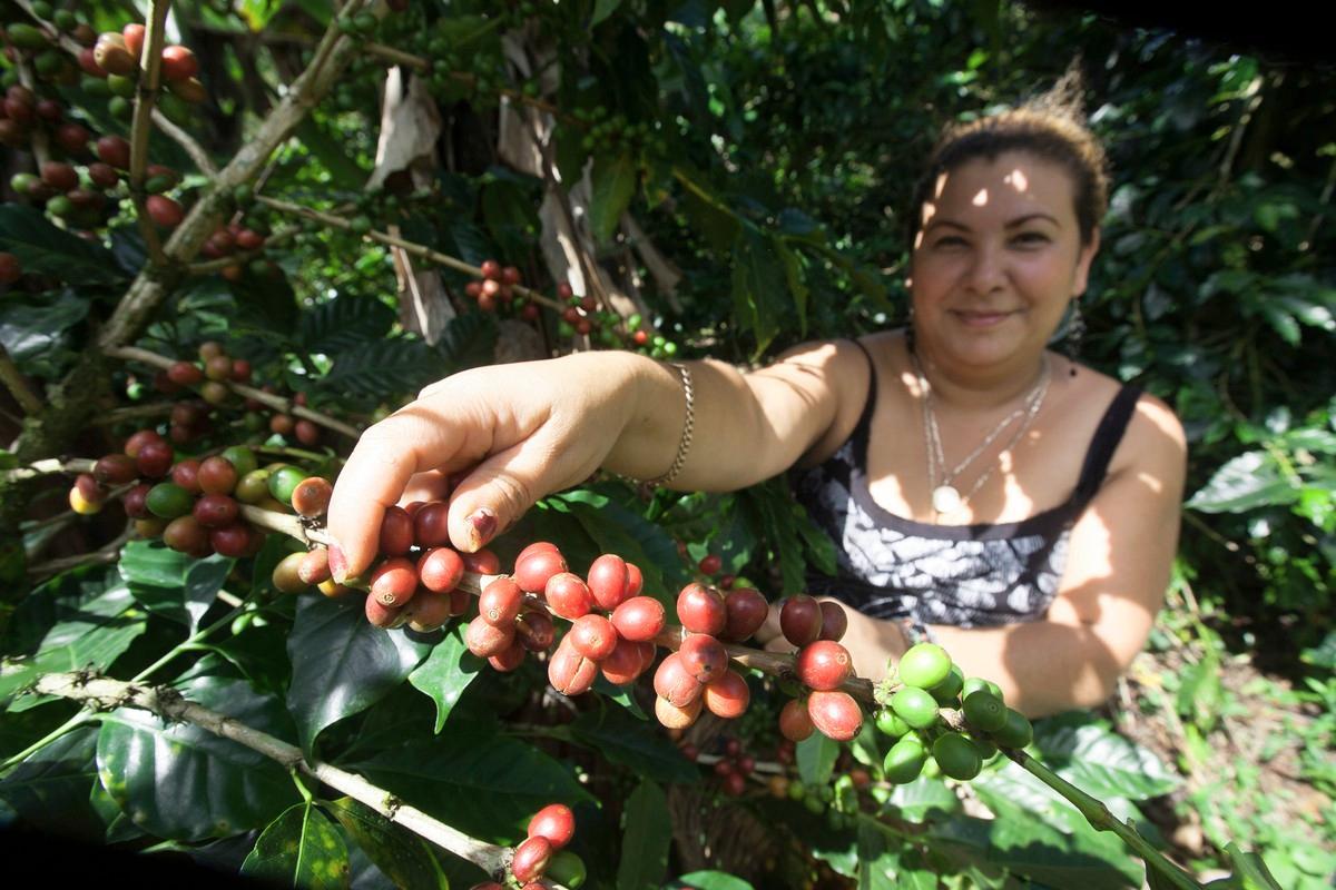 Kaikki Reilun kaupan lähes 800 000 kahvinviljelijää ovat pienviljelijöitä, kuten nicaragualainen Marlene Calavera Castillo. 