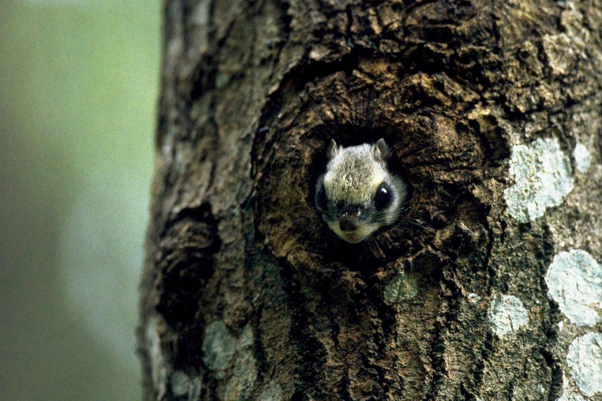 Liito-orava on kotiutunut Stadin vanhoihin puihin. Se ei pärjää maaseudun nuorilla puupelloilla.