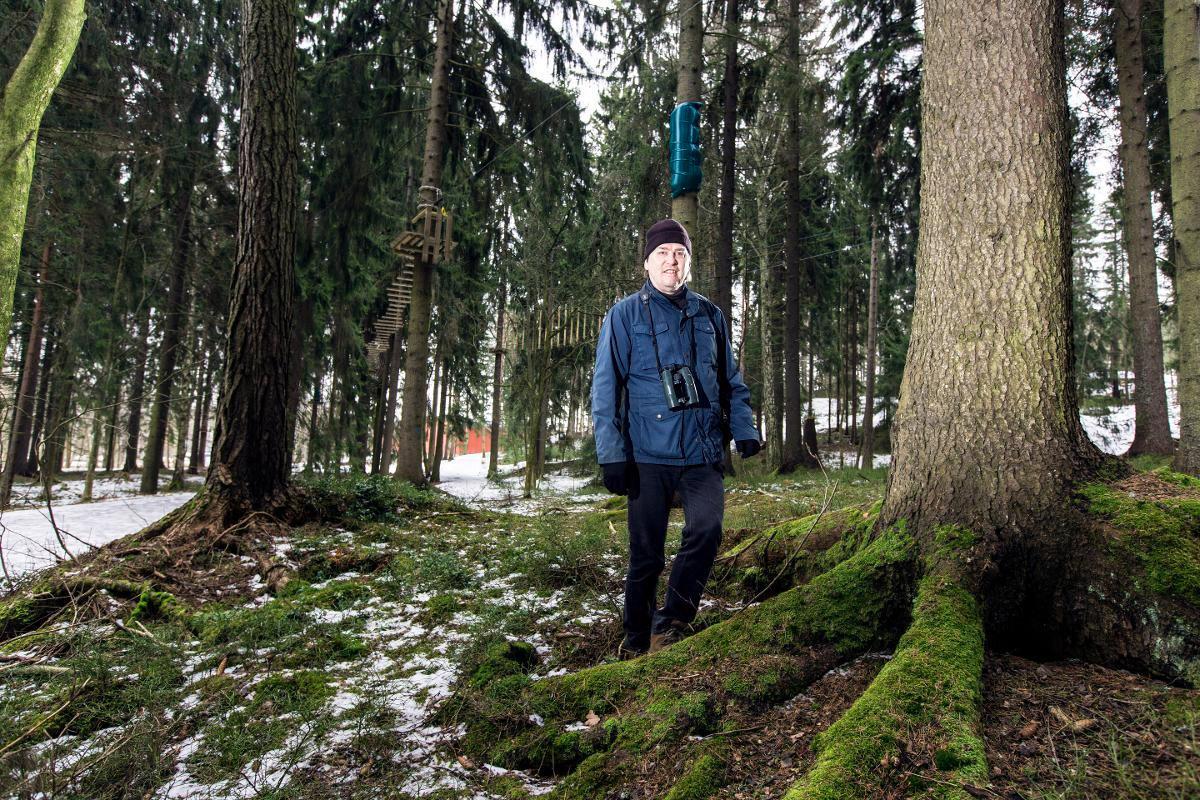 Helsingin liito-oravia kartoittanut Esa Lammi ilahtui huomatessaan, ettei Talin metsään rakennettu seikkailupuisto Zippy ole karkottanut alueelta liito-oravia.