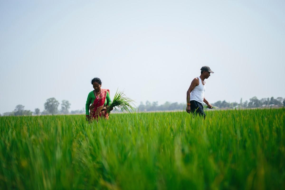 Pardeshni Chaudahari ja Lawari Chaudahari työskentelevät riisipelloillaan. Pelto on osa pilottihanketta, jonka toivotaan jatkuvan ja tarjoavan lisää työtä entisten maaorjien yhteisölle.