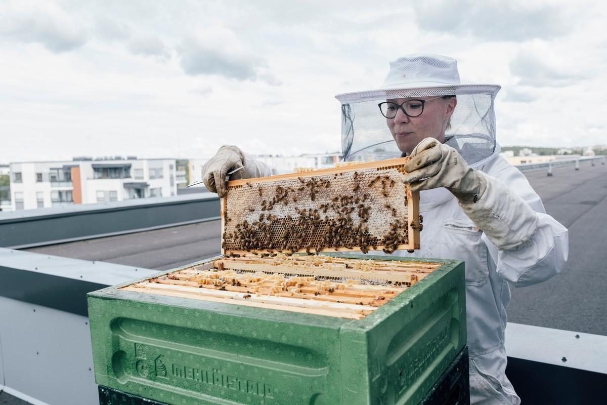 Tanja Oreto ja hänen puolisonsa Mika Olsbo innostuivat mehiläistarhauksesta työväenopiston kurssin ansiosta.