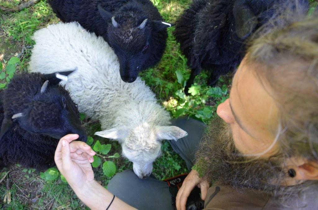 Lammaspaimenen tehtäviin kuuluu muun muassa lampaiden laskeminen. Kuva: Eveliina Nygren/ Metsähallitus