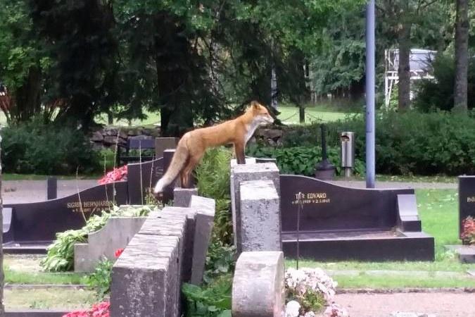 Uteliaasta ketusta on tullut Helsingin pitäjän kirkonkylän maskotti. Kuva: Jenny Kontio