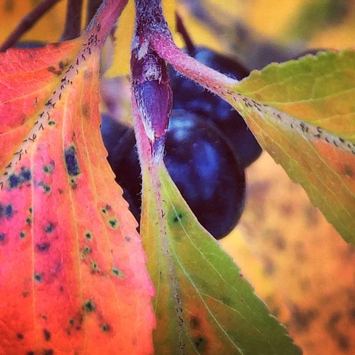 Syksyn värikkäät lehdet. Kuva: Katri Saarela Instagram: Kutriart