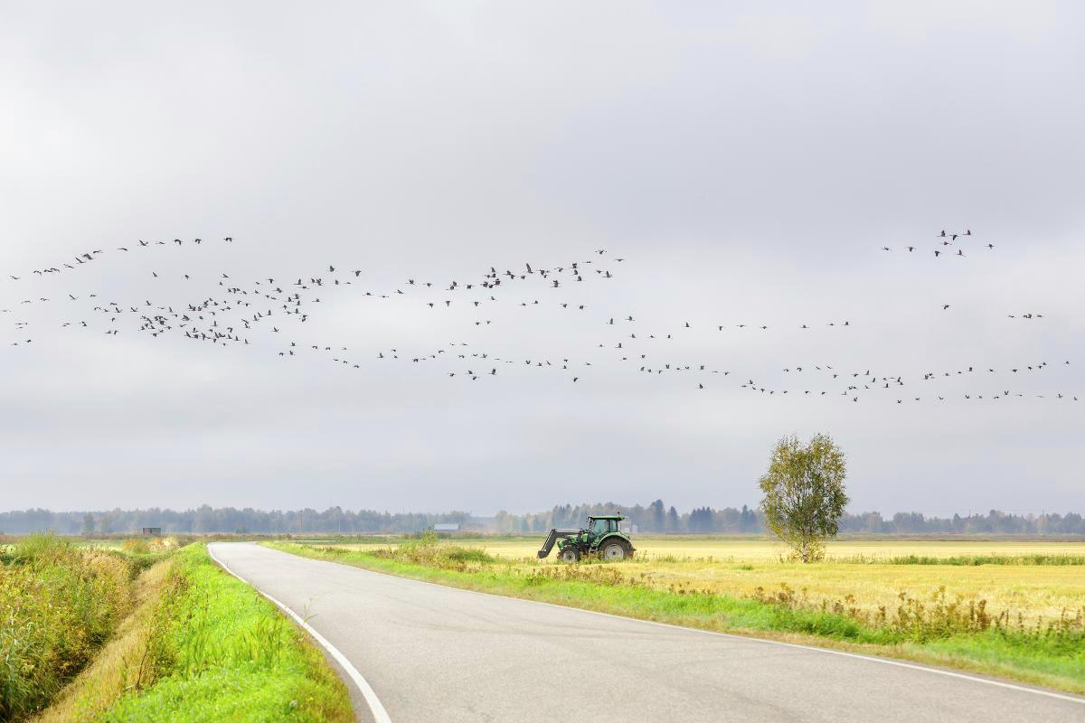 Fransiskus saarnasi linnuille, sillä ihmiset eivät halunneet kuulla häntä. Kuva: /Rodeo/Petri Jauhiainen