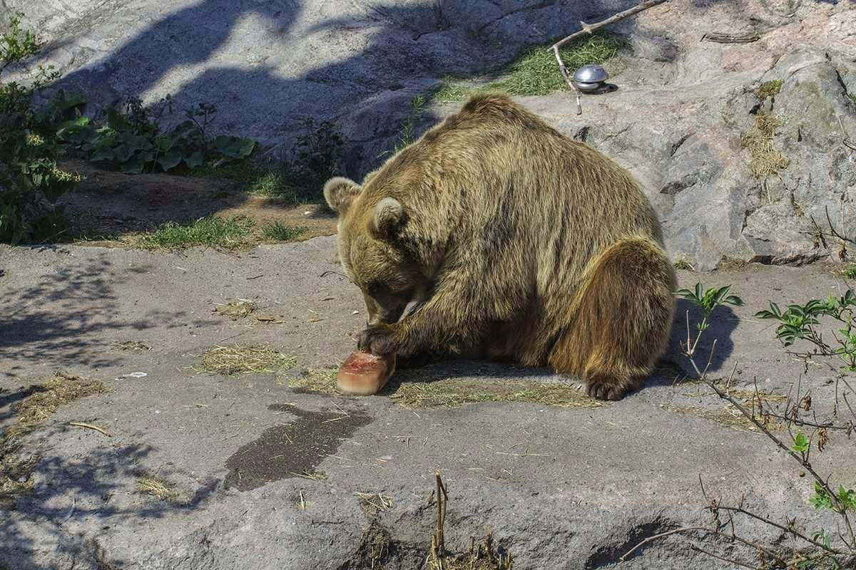 Eläinten jäätelömieltymykset poikkeavat ihmisille tutuista mauista. Vai miltä kuulostaa mangosilakkasorbetti tai verigranita?