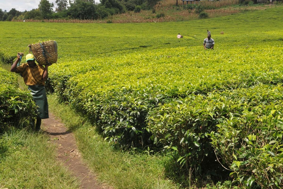 Tee on yksi reilun kaupan tuotteista. Yhteensä 1,6 miljoonaa kehitysmaiden viljelijää ja suurtilojen työntekijää on reilun kaupan piirissä. Kuvassa teeviljelmä Tansaniasta.