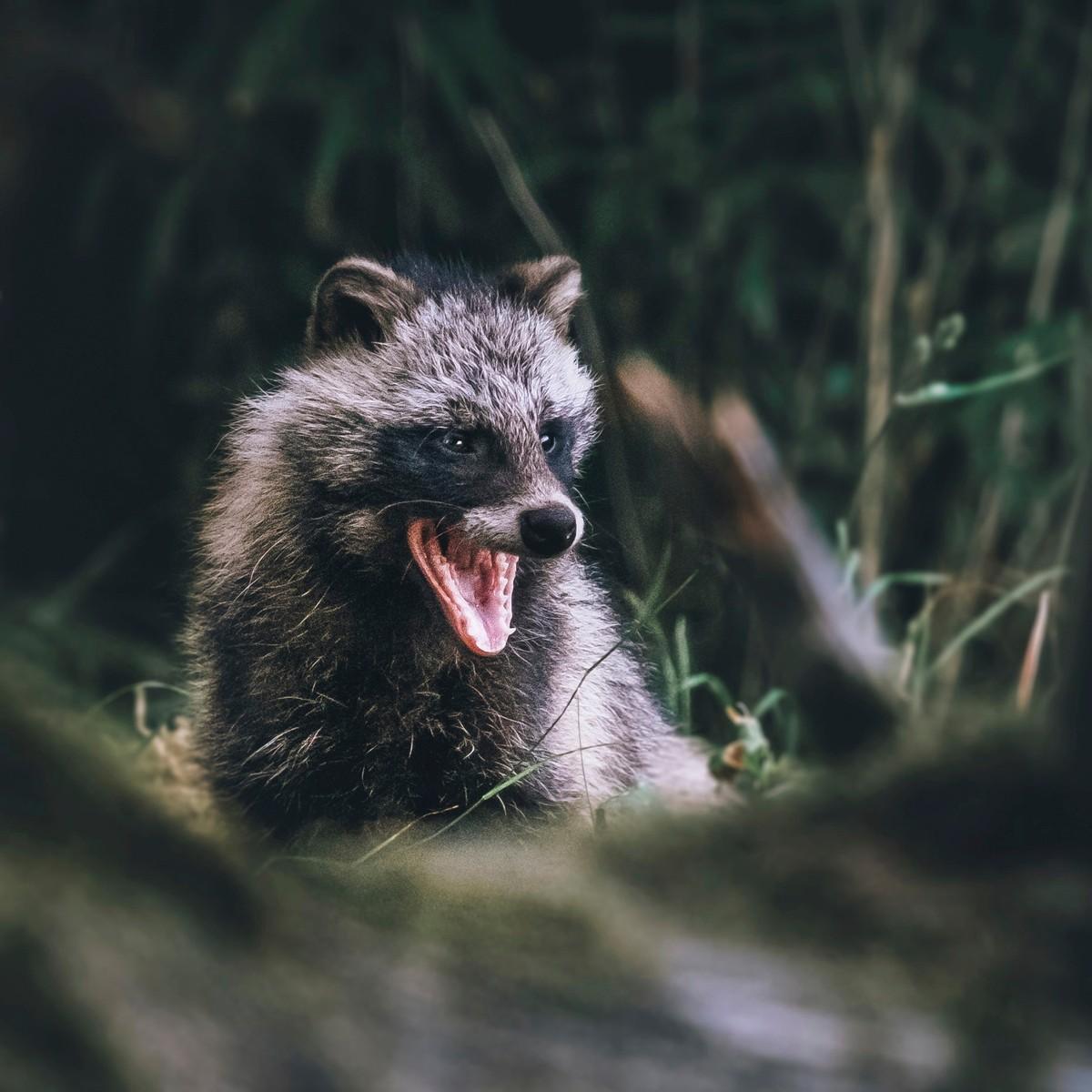 Supikoira on neljänneksi yleisin riistakameroiden kuvaama eläin pääkaupunkiseudulla. Kuva Antti Rintala.