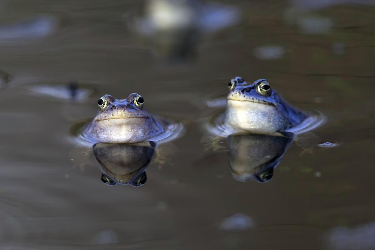 Viitasammakko (Rana arvalis) on varma merkki keväästä. Kuva: johan10 / Getty Images