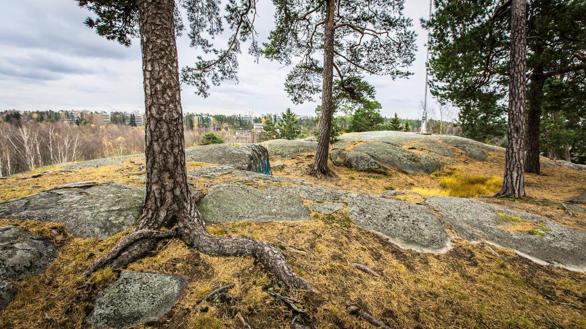 Vartiokylän linnavuorelta näki vihollisen lähestymisen. Kuva: Esko Jämsä