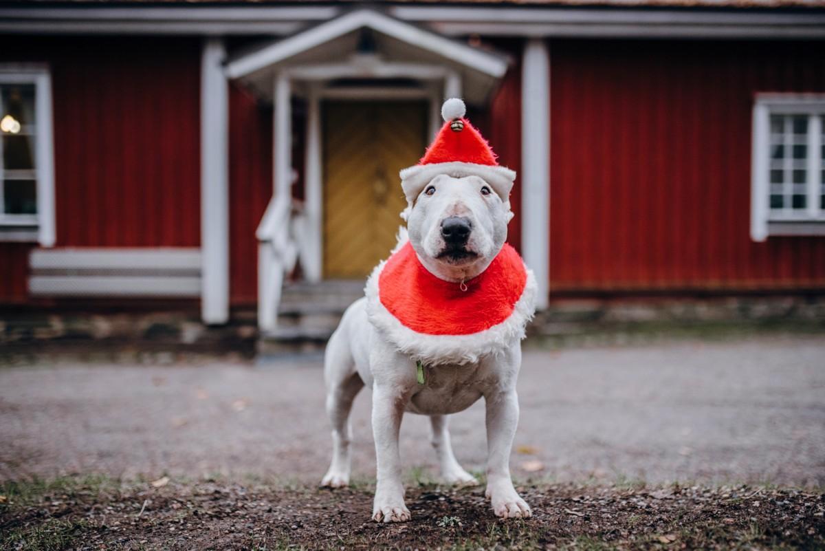 Herra Herkku Hermanni pysyy coolina, vaikka joulunaika lähestyy.