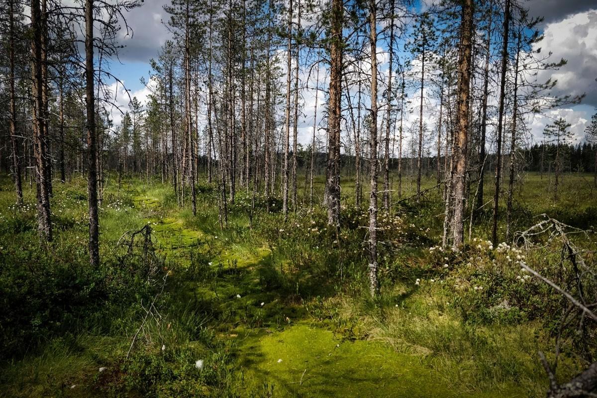 Tuupovaaran suoalue on ojitettu noin 50 vuotta sitten. Puut ovat kituuttanneet eivätkä oikeastaan enää kasva siellä. Kuva on viime kesältä.