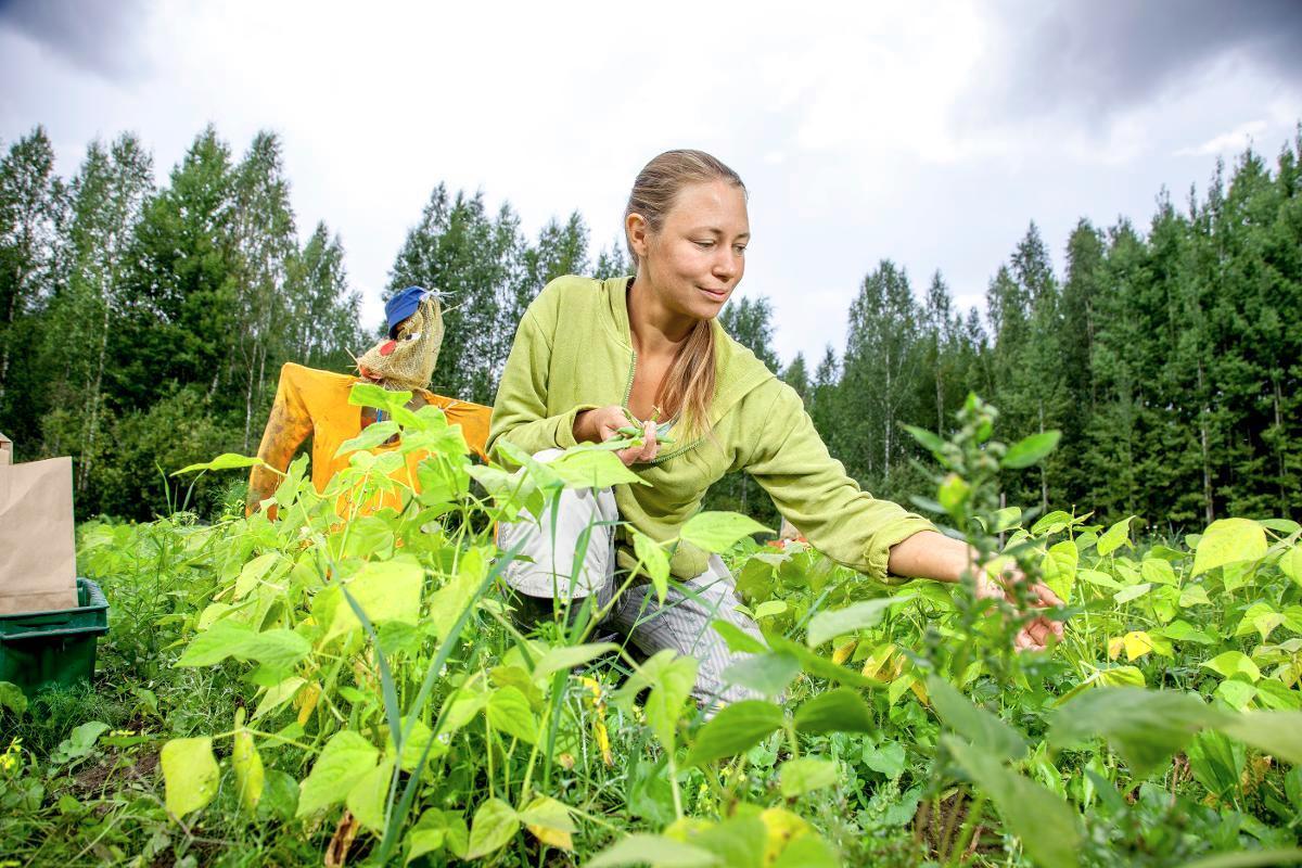 Heidi Hovi korjaa pellolta papuja. Osuuskunta on palkannut maanviljelijän, mutta myös työharjoittelijoita ja osuuskunnan jäseniä osallistuu viljelyyn. Kuva: Sirpa Päivinen