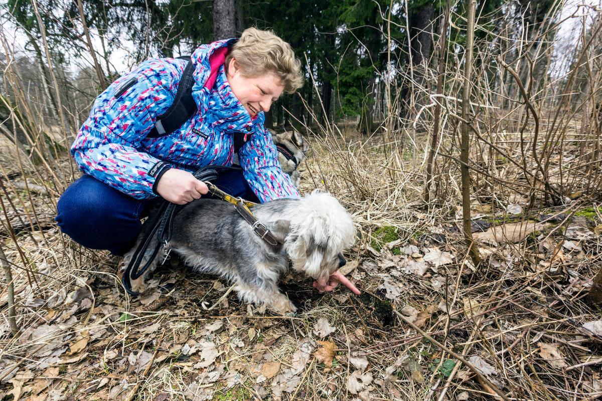 Anne Toropainen näki lumikon viimeksi Haagassa kurkistamassa tästä myyränkolosta kotinsa lähellä. Dandiedinmontinterrieri Teppo olisi kiinnostunut jyrsijänmetsästyksestä.