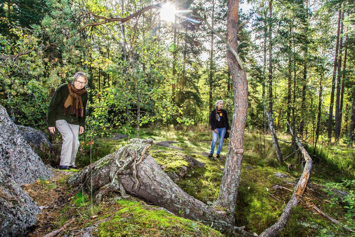 Alle kilometri Lahdenväylälle. Marjut Klinga (vas.) ja Riitta Malve-Tamminen arvostavat ja puolustavat Itä-Helsingin metsiä. Tämä Kivikon metsä Kivikonkaaren laidalla on yleiskaavaehdotuksessa merkitty rakennusalueeksi. Kuva: Esko Jämsä