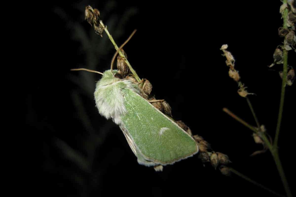 Viheryökkösiä elää vain muutamassa paikassa Etelä-Suomessa. Perhosen siipiväli on 32-44 millimetriä. Laji on luokiteltu erittäin uhanalaiseksi. Kuva: Ilari Lehtonen