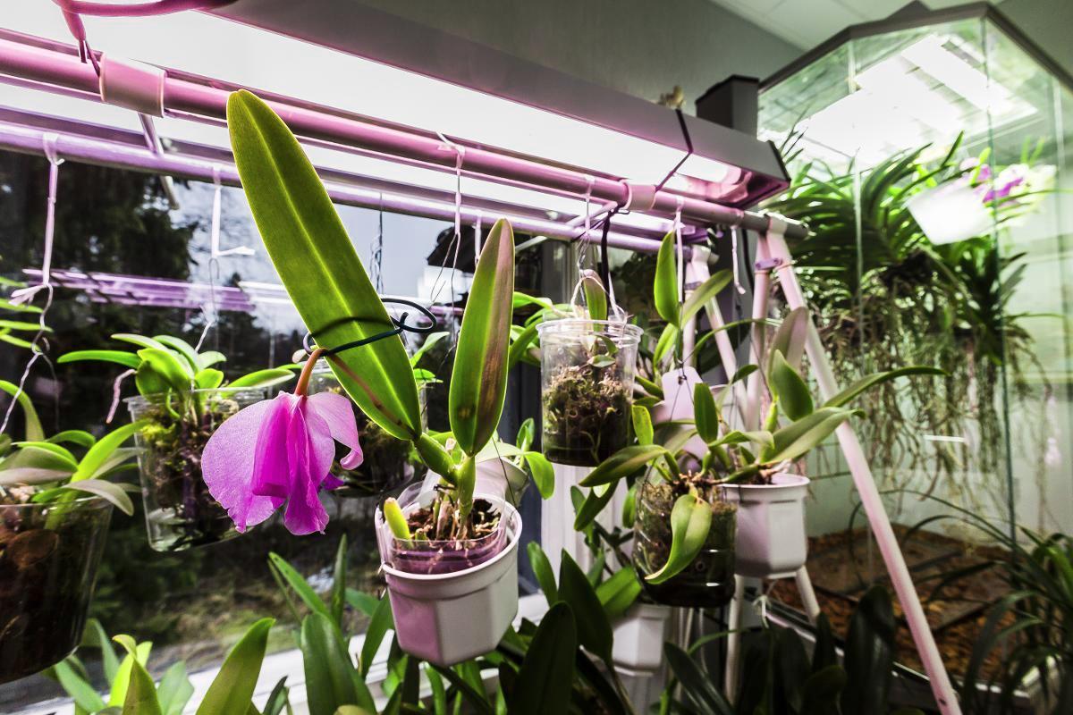 Oili Pentinsaari rakensi orkideatelineen kahdesta vaaterekistä. Kasvilamppu on tarpeen pimeimpinä kuukausina. 