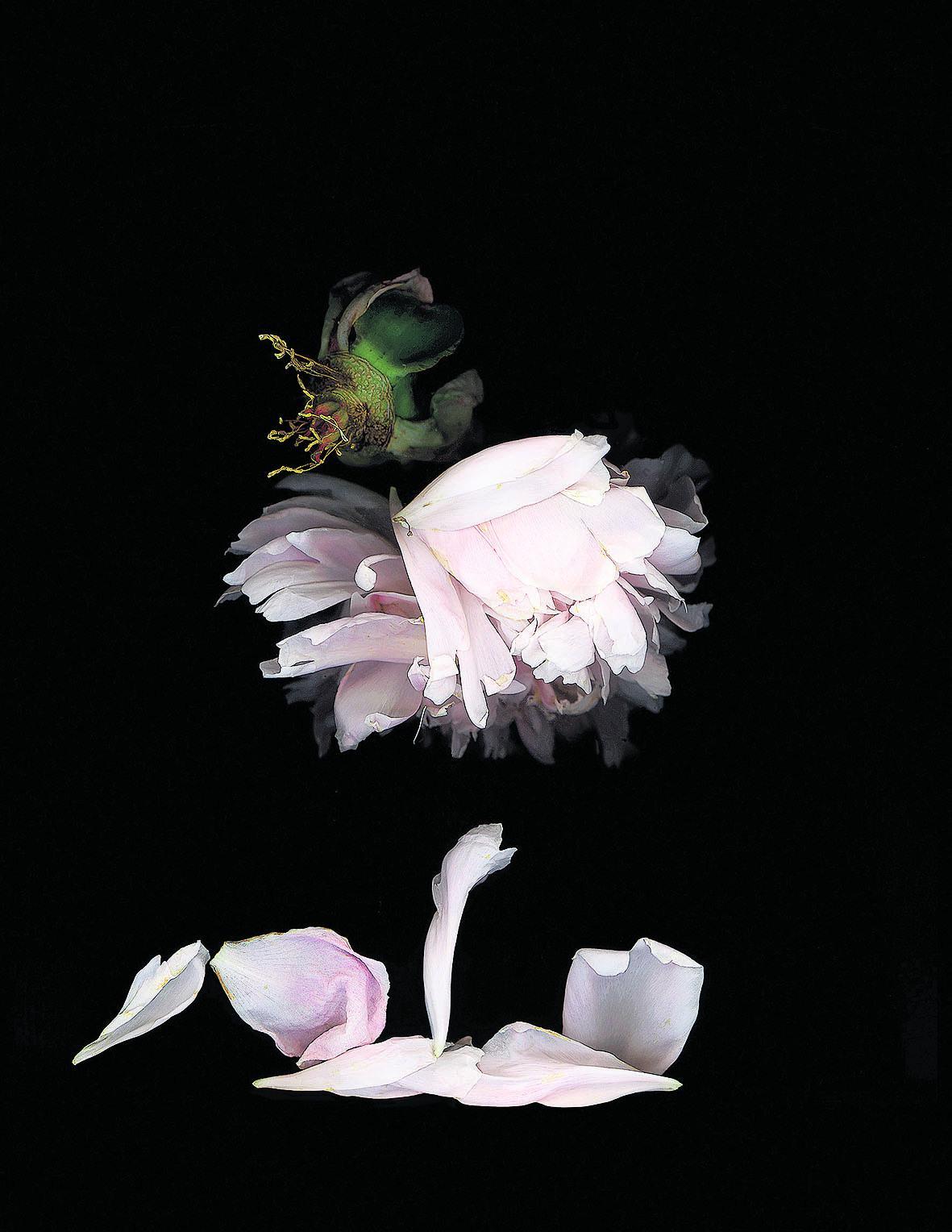 Uudenlaista tyyliä. Marjukka Vainion kuvaamat kukat leijuvat oudossa avaruudessa. Kuvan teoksen nimi on Pivoine 1.