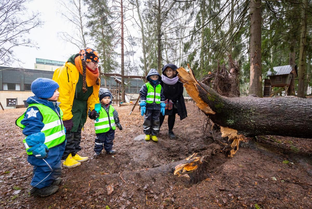 Metsikössä on kaatunut puu!