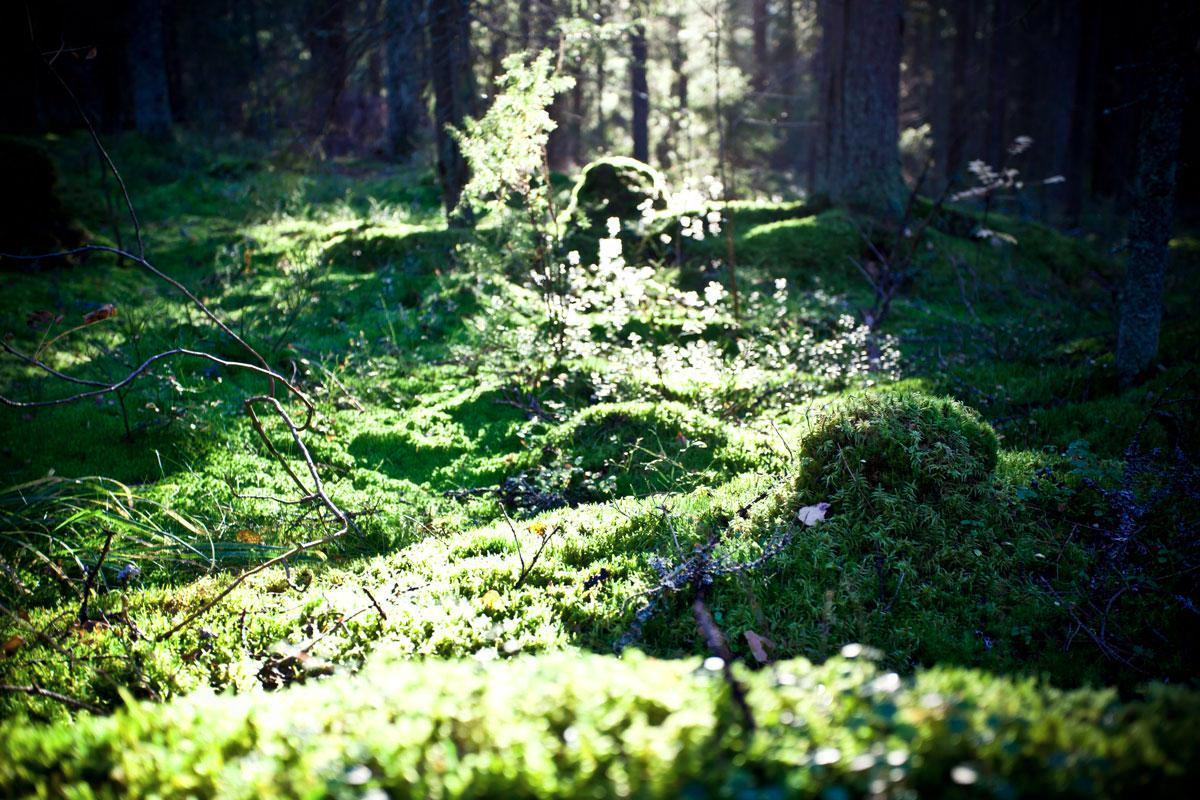 Nuuksion kansallispuistoon pääsee myös julkisilla kulkuvälineillä.