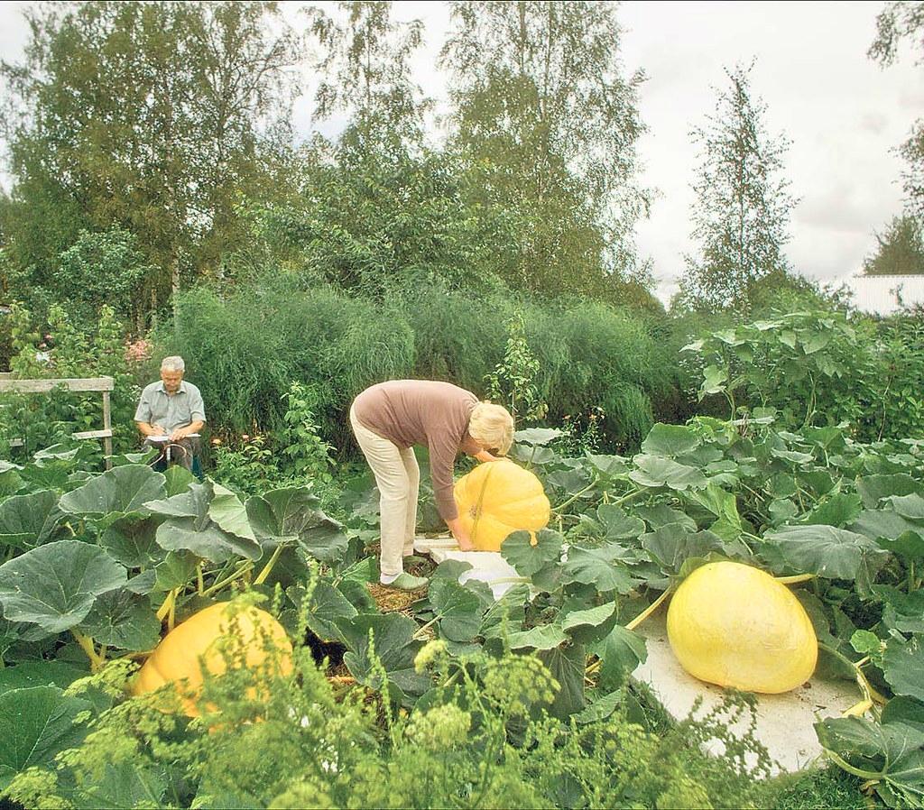 Pirjo ja Markku mittaavat puutarhansa kurpitsoja. 