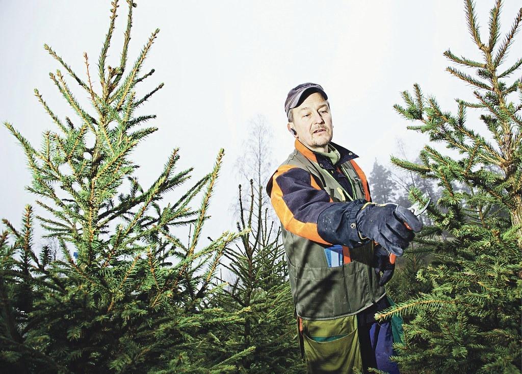 Janne Saarisen työhön joulukuusten kasvattajana kuuluu paljon käsityötä. Kuusia esimerkiksi leikataan kauniimpaan muotoon. 