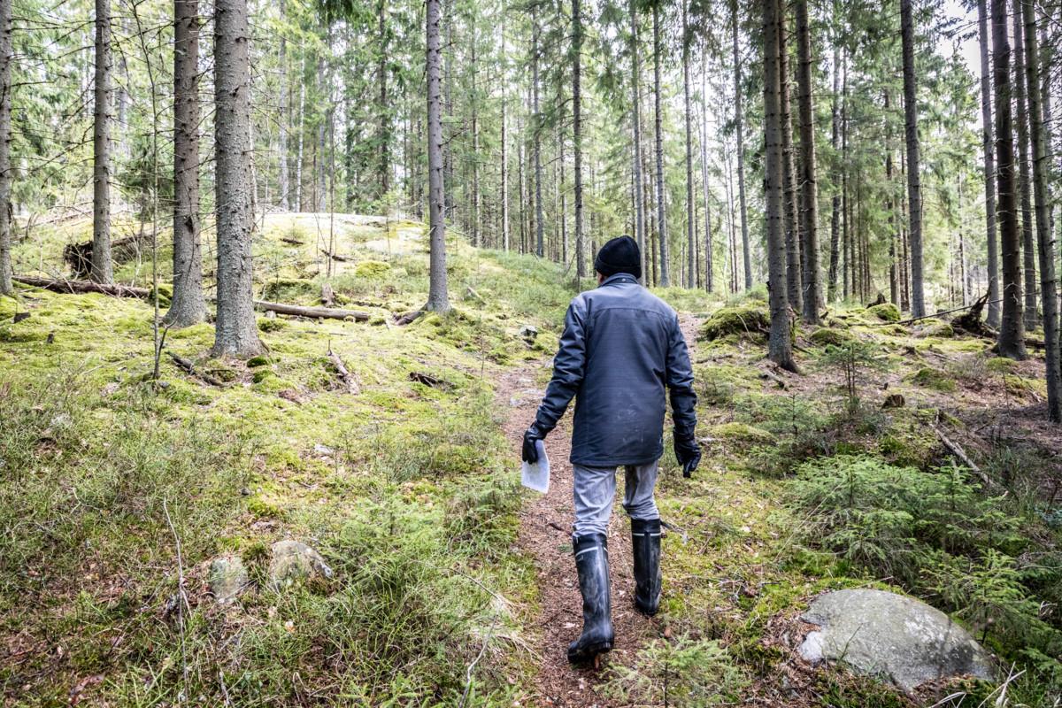 Espoon seurakuntayhtymän hautaustoimen työnjohtaja Asko Leinonen kävelee Velskolan metsässä.