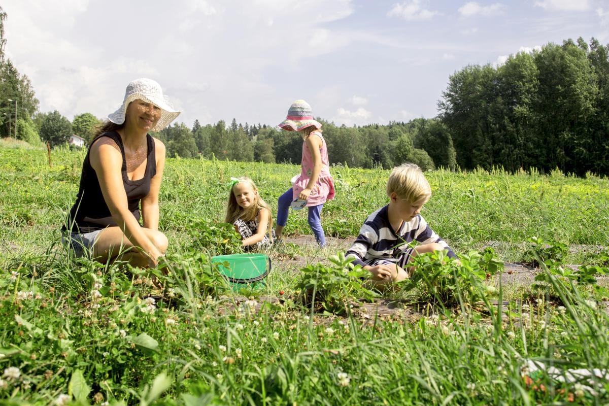 Mansikoiden aika. Tinka Andersson, Iiris Kivisaari, Mia Ek ja Pessi Andersson poimivat kesäherkkuja Bembölen mansikkapellolla. Ensi vuonna pellolle rakennetaan asuintaloja, mutta mansikanpoiminta ja -myynti viljelytilaksi jäävällä pelto-osuudella jatkuu.