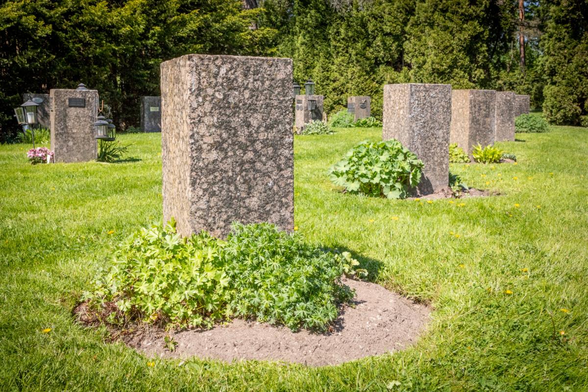 Espoon tuomiokirkkoa ympäröivällä Kirkon hautausmaalla on meneillään kokeilu, jossa testataan, miten erilaiset perennat menestyvät hautakukkina.