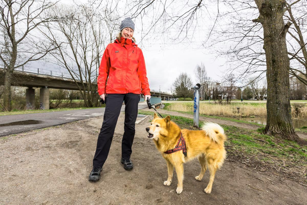 Panu haukkuu kettuja, jotka eivät viitsi paeta pitkälle hihnassa reuhtovaa suomenpystykorvaa. Raija Vaahtokiven entinen koira Foxy lenkkeili usein vapaana ketun kanssa.