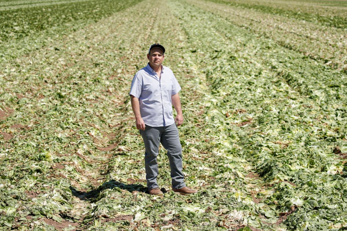 Kalifornialaisen viljelijän sato pellolle, kun koronaviruksen vuoksi ravintolat peruivat tilauksen. Yhdysvaltalaiset viljelijät ovat yhteiskunnan rakennemuutoksen suuria häviäjiä. Kuva: Mike Blake / Reuters / Lehtikuva