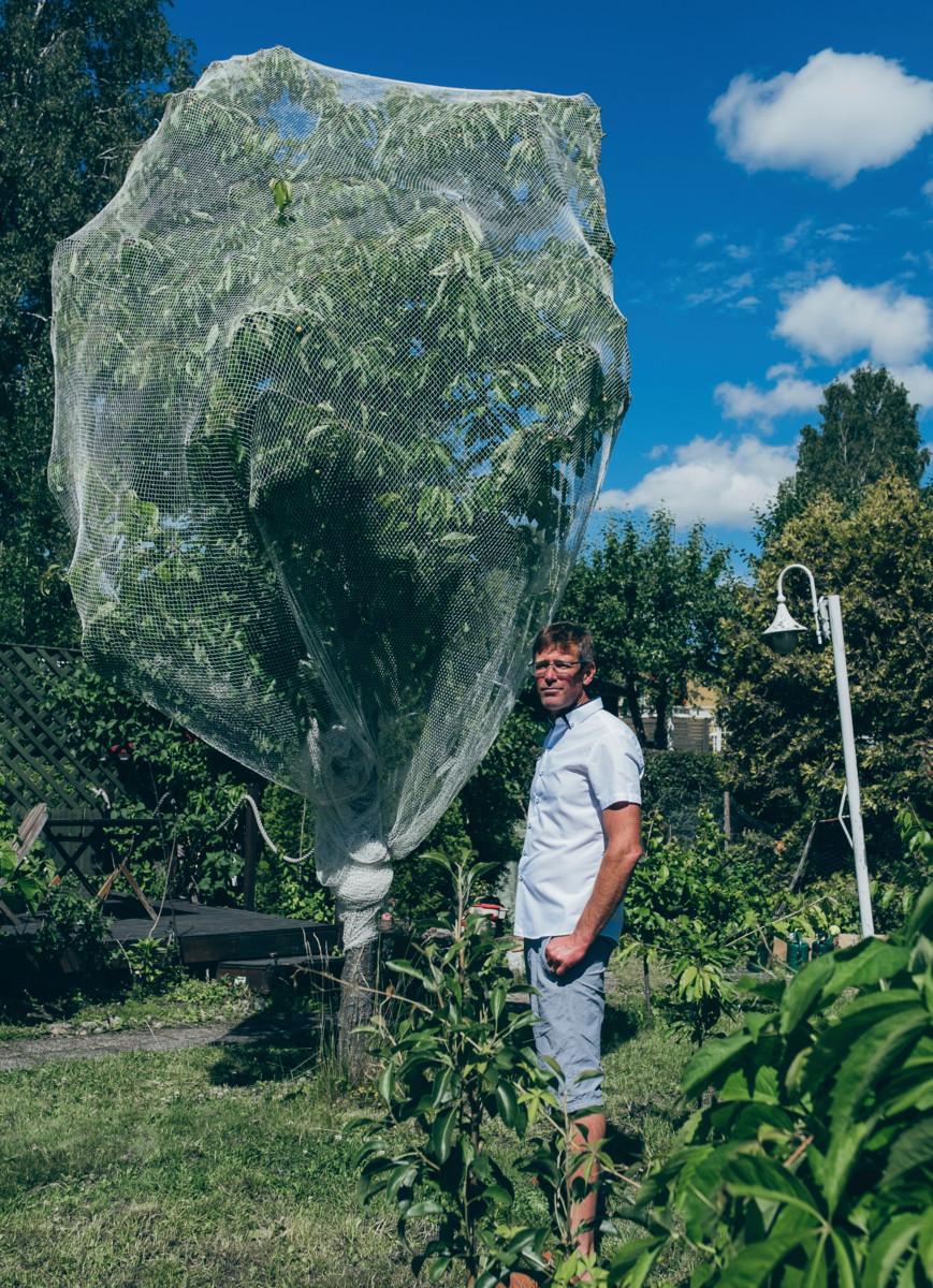 Kanadalaista lajiketta oleva kirsikkapuu istutettiin aikanaan kirjailija, ohjaaja Reko Lundánille, joka asui talossa.