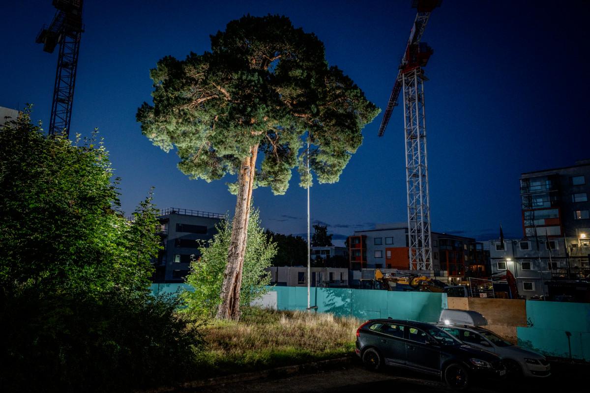 Yliskylän haltiamännyksi kutsuttu puu sijaitsee parkkipaikan ja rakennustyömaan välissä Laajasalossa. Ennen maat kuuluivat Yliskylän kartanolle.