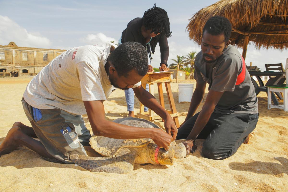 Paikallisen ympäristöjärjestön työntekijät mittaavat rannalle munimaan tullutta etelänbastardikilpikonnaa ennen sen päästämistä mereen. Grand Popon ranta on yksi Länsi-Afrikan parhaita kilpikonnien pesintärantoja.