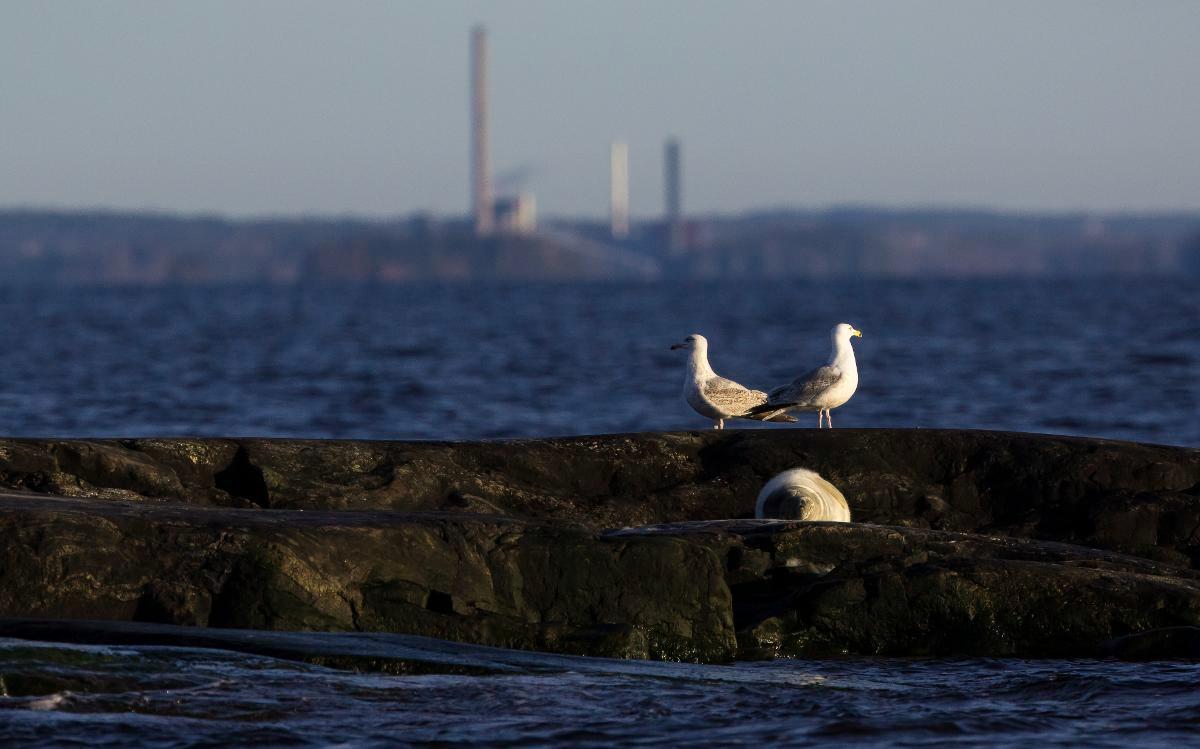 Kaukana kavala maailma. Viime metsästyskauden kokonaiskiintiö oli 1 050 harmaahyljettä. Vajaa kaksisataa metsästettiin. Kuva Petteri Hautamaa.