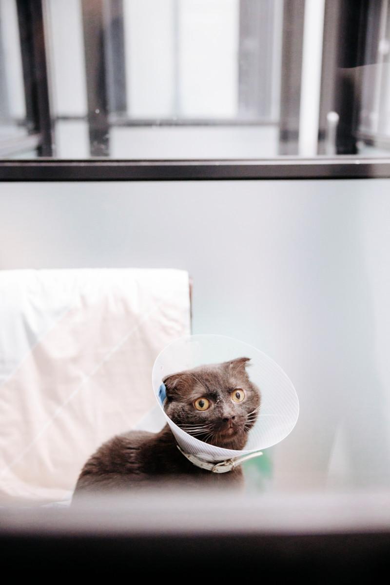 Helsingistä lokakuussa löydetty Taavi näyttää Scottish fold -rotukissalta. Kotia etsivällä kissalla on tötterö päässä kastroinnin vuoksi. Hesy kastroi tai steriloi kaikki kissat kodittomien pentujen ehkäisemiseksi. Yhdistys hoitaa eläimet luovutuskuntoon noin kuukaudessa, mutta pisimmillään kissa on odottanut uutta kotia lähes kaksi vuotta.
