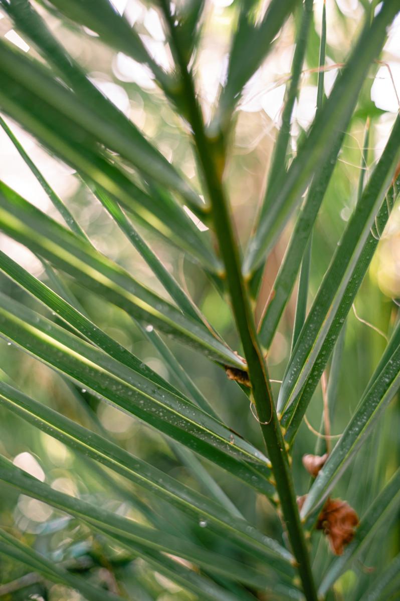 Palmunlehvien heiluttamista on pidetty kuninkaalle sopivana kunnianosoituksena ja voitonmerkkinä. Tämä kreetantaatelipalmu kasvaa Kaisaniemen kasvitieteellisessä puutarhassa.