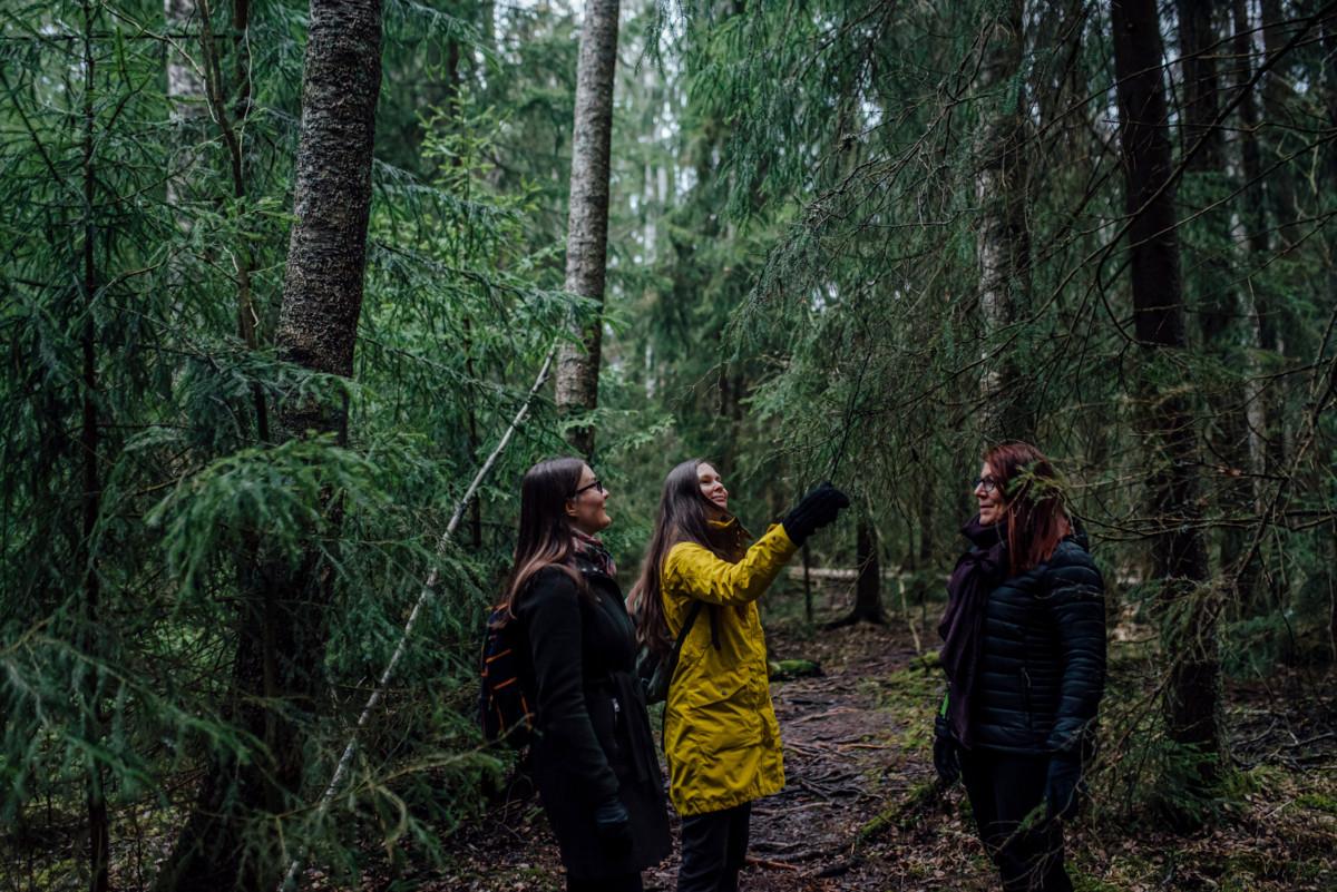 Vantaan seurakunnat kartoittivat omistamiensa metsien hiilitaseen ensimmäisenä Suomessa. Ympäristöasiantuntija Elina Hienonen, Vantaan hautaustoimen päällikkö Minna Aho ja seurakuntien ympäristötoimikunnan sihteeri Anna Äystö tutkailivat puita Kylmäojan korvessa keväällä 2020.