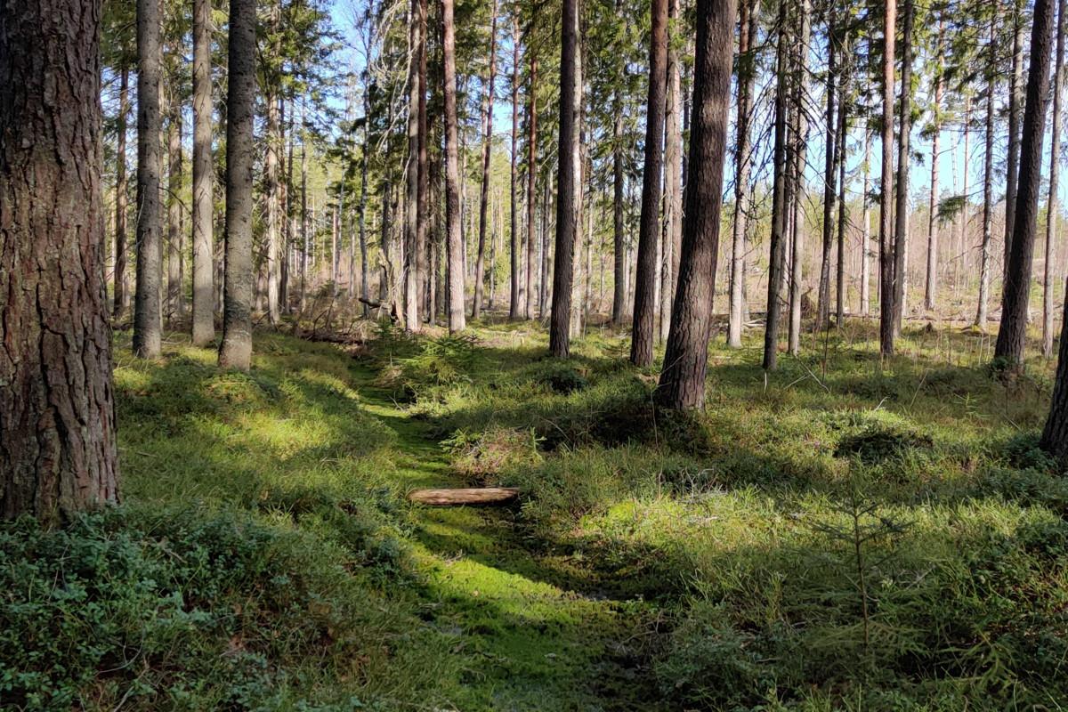 Stormossen on noin 21 hehtaarin kokoinen suoalue.