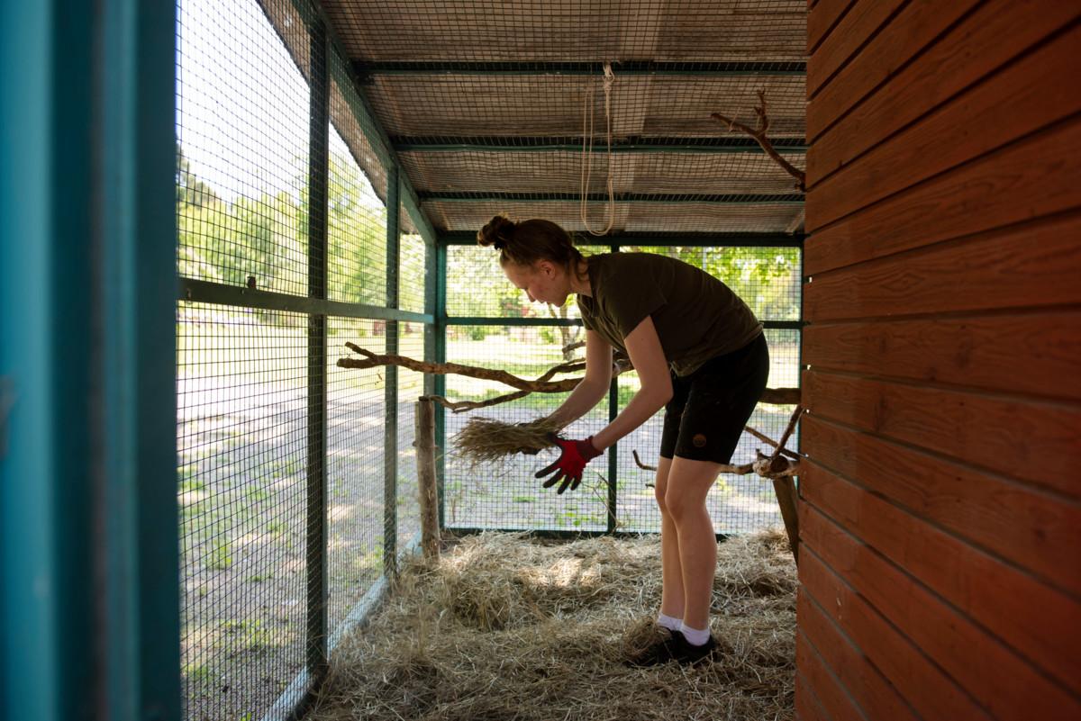Kesätyöntekijä Annika Pitkänen levitti heinää eläinten häkkiin.