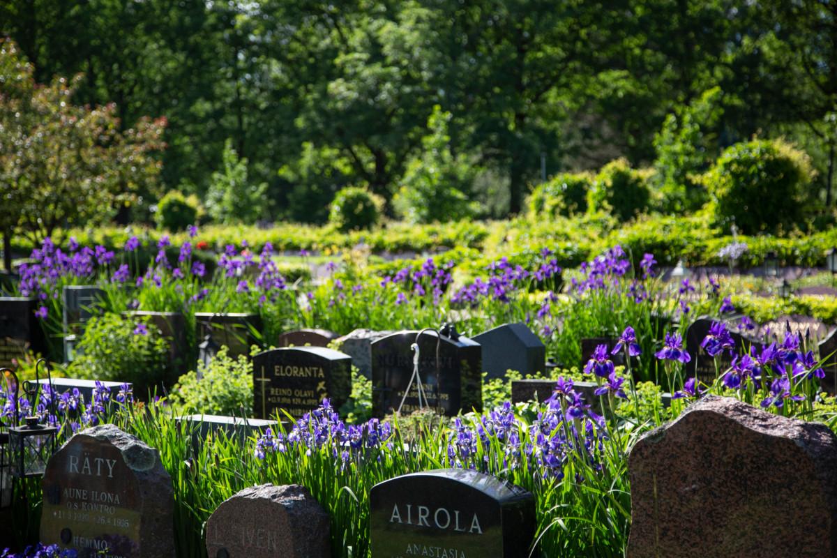 Korttelissa 82 loistavat voimakkaan violetit kurjenmiekat.