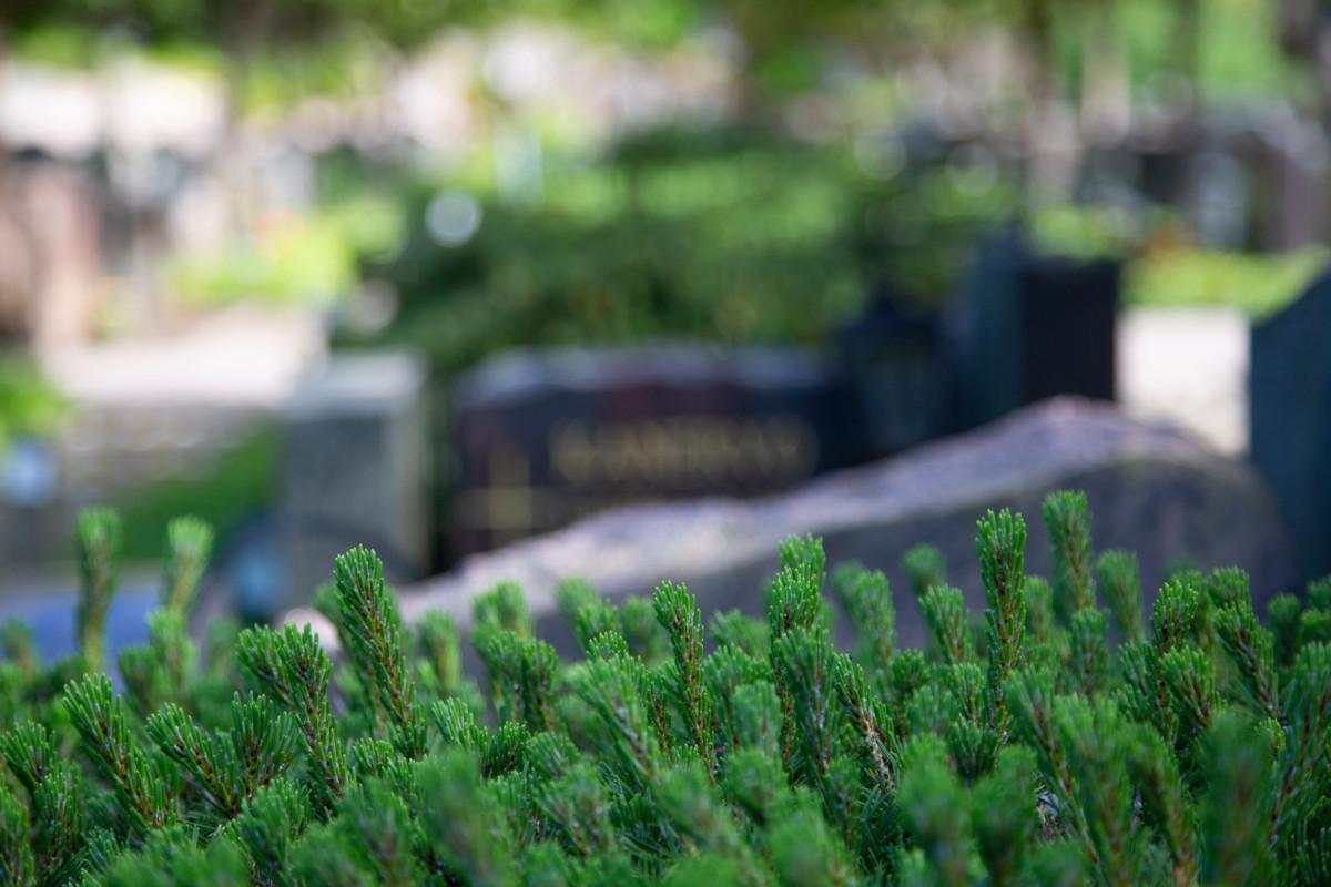 Havupuiden kääpiömuodot piristävät vihreydellään harmaita hautakiviä.