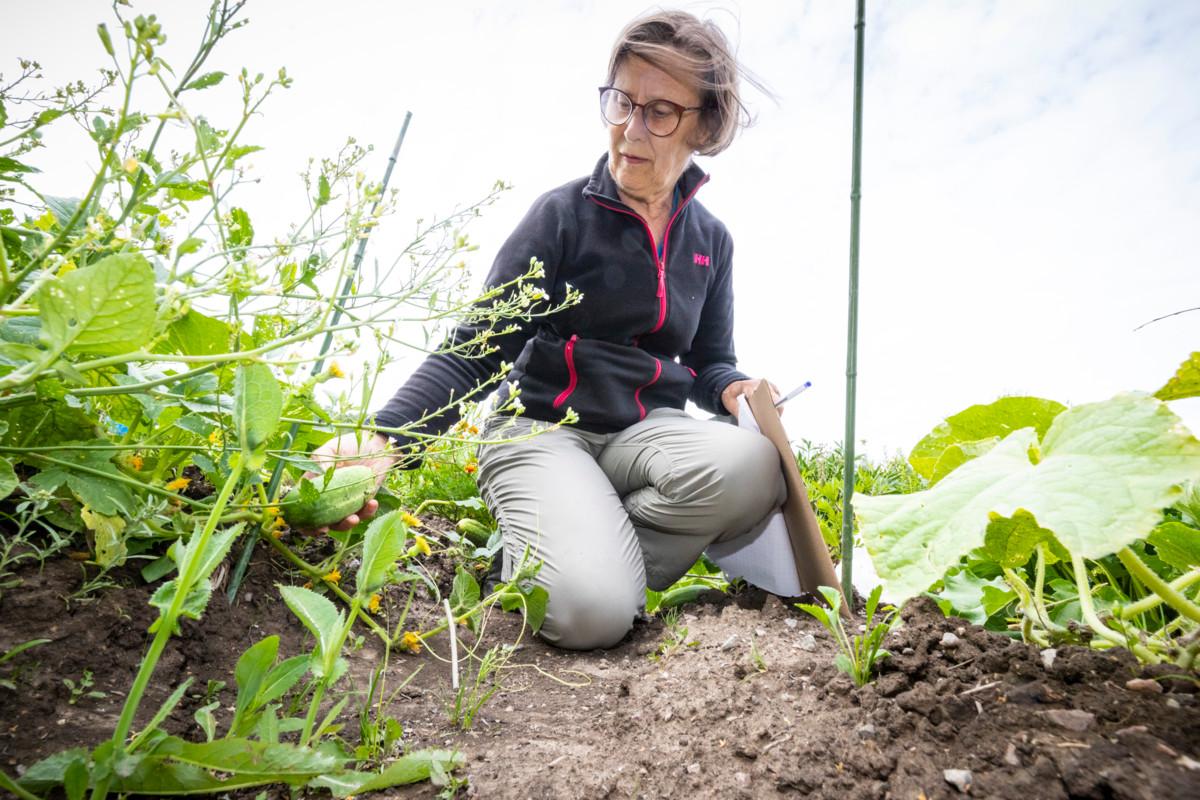 Anja Laine kertoo ryhmäpalstalaisten kokoontuvan aina aamuisin, koska silloin on viileämpää.