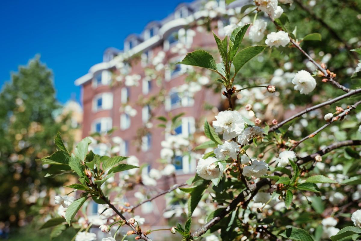 Kylmänarka schalininkirsikka kukkii toukokuun lopulla, kun muut kirsikkapuut ovat jo pudottaneet terälehtensä.