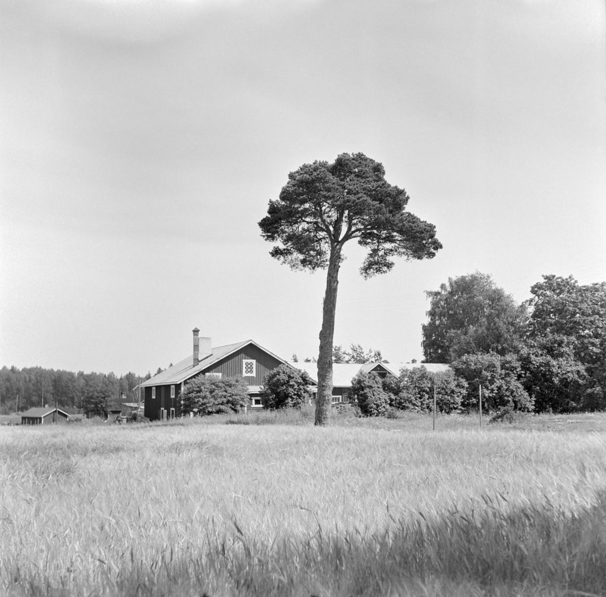Yliskylän haltiamänty oli ennen Uppbyn tilan pihapuu Laajasalossa. Kuva: Constantin Grünberg, Helsingin kaupunginmuseo