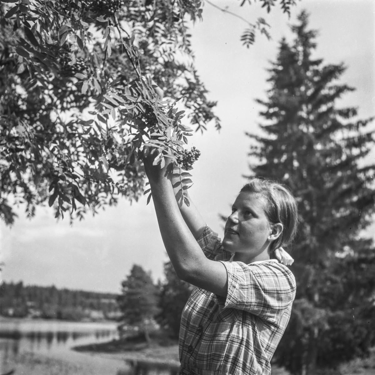 Pihlajanmarjojen poimintaa 1950-luvulla. Kuva: Pekka Kyytisen kokoelma, Museovirasto